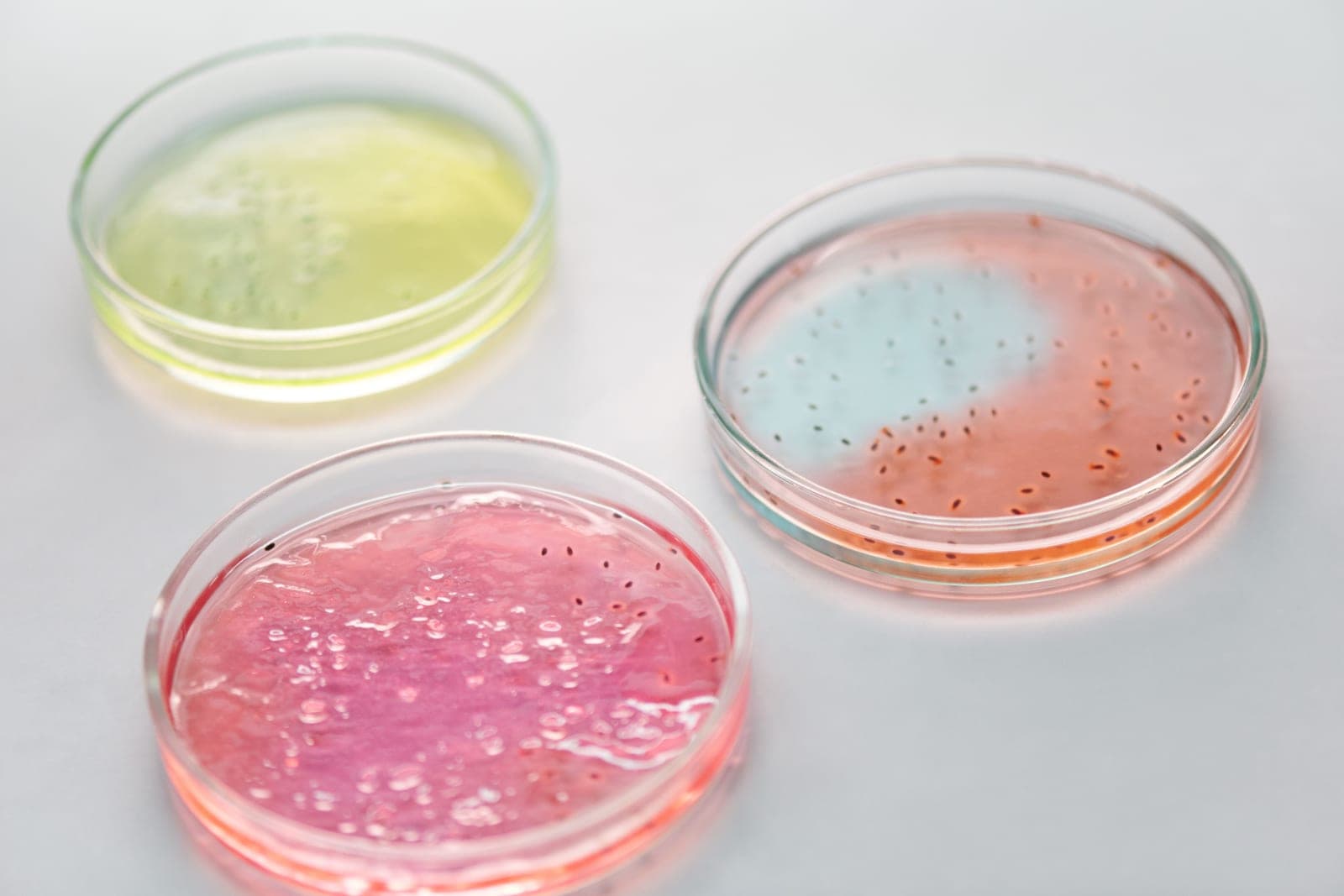 Petri dishes holding cultured microbial samples